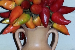 2559